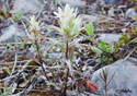 Castilleja caudata 